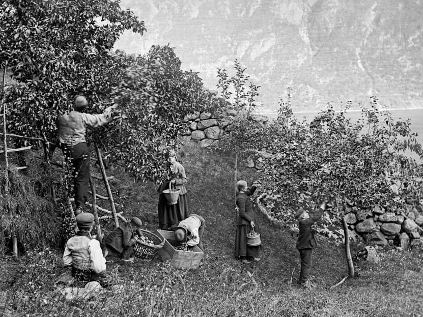 Svart og hvitt bilde av fruktplukking.