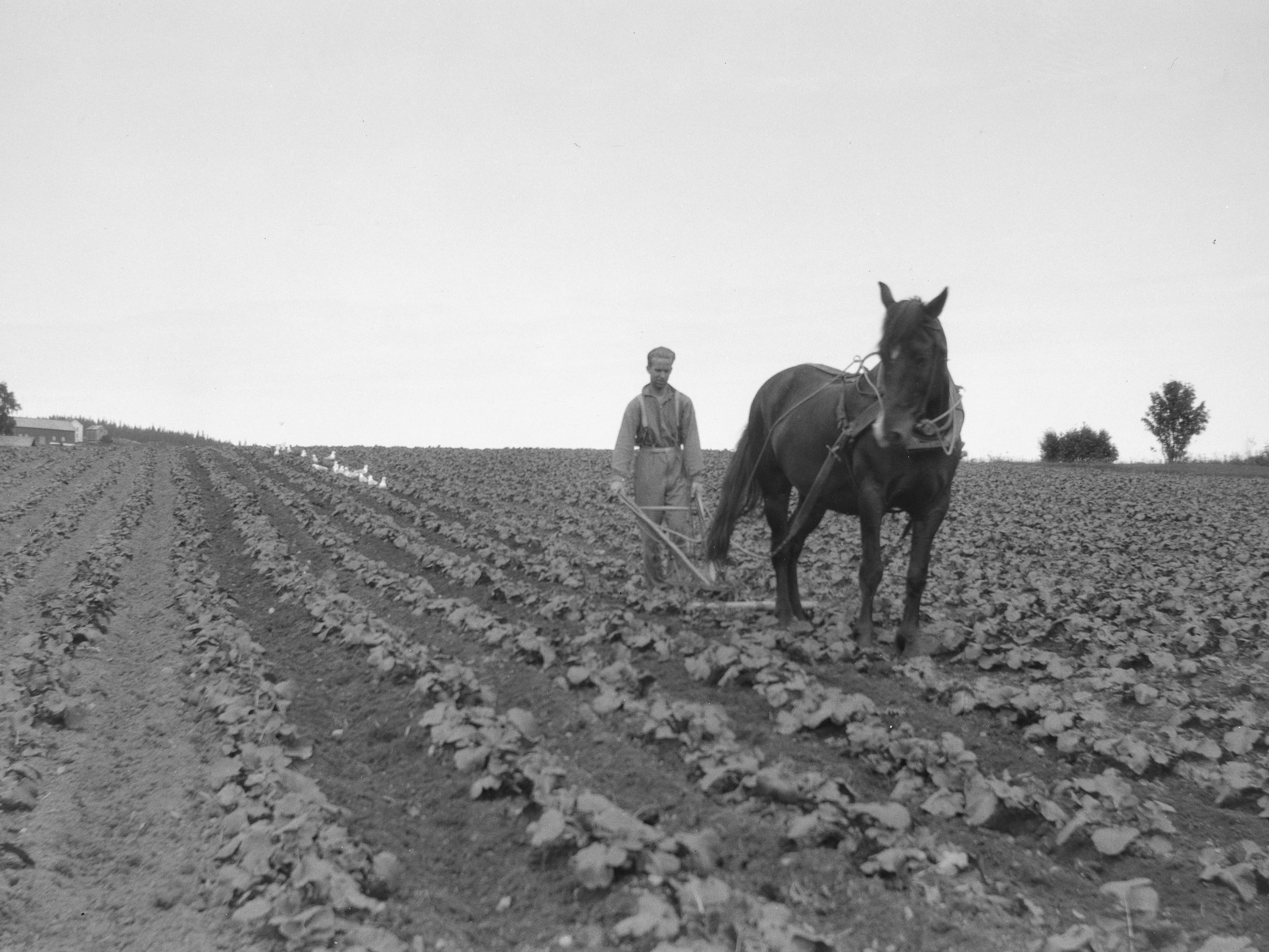 A farmer working his land with plough and horse, in a black and white photo from Picture Collection at the University of Bergen Library.